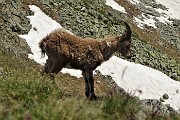 54 Piccolo stambecco con il manto in fase di muta